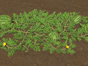 Watermelon plantation 3D-Modell