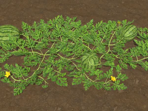 Watermelon plantation 3D Model