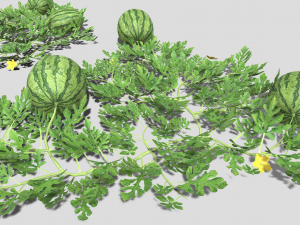 Watermelon plantation 3D-Modell