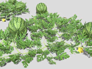 Watermelon plantation 3D Model