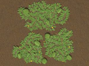 Watermelon plantation 3D-Modell