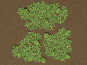 Watermelon plantation 3D Model