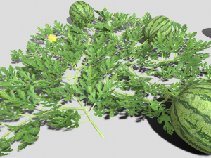 Watermelon plantation 3D-Modell