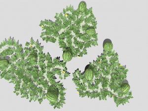 Watermelon plantation 3D-Modell
