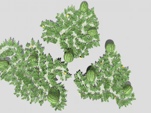Watermelon plantation 3D Model