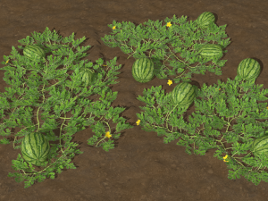 Watermelon plantation 3D-Modell