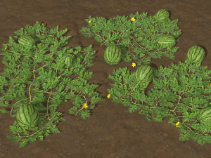 Watermelon plantation 3D Model