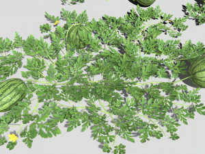 Watermelon plantation 3D Model