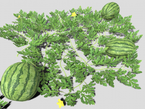Watermelon plantation 3D-Modell