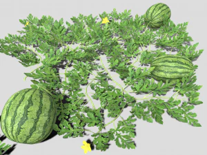 Watermelon plantation 3D Model