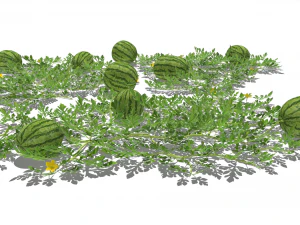 Watermelon plantation 3D Model