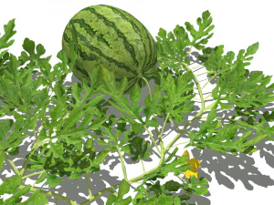 Watermelon plantation 3D Model