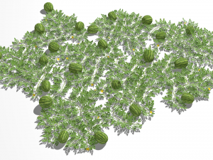 Watermelon plantation 3D-Modell