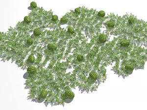 Watermelon plantation 3D Model