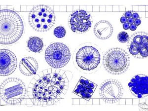 coleta de alimentos Modelo 3D