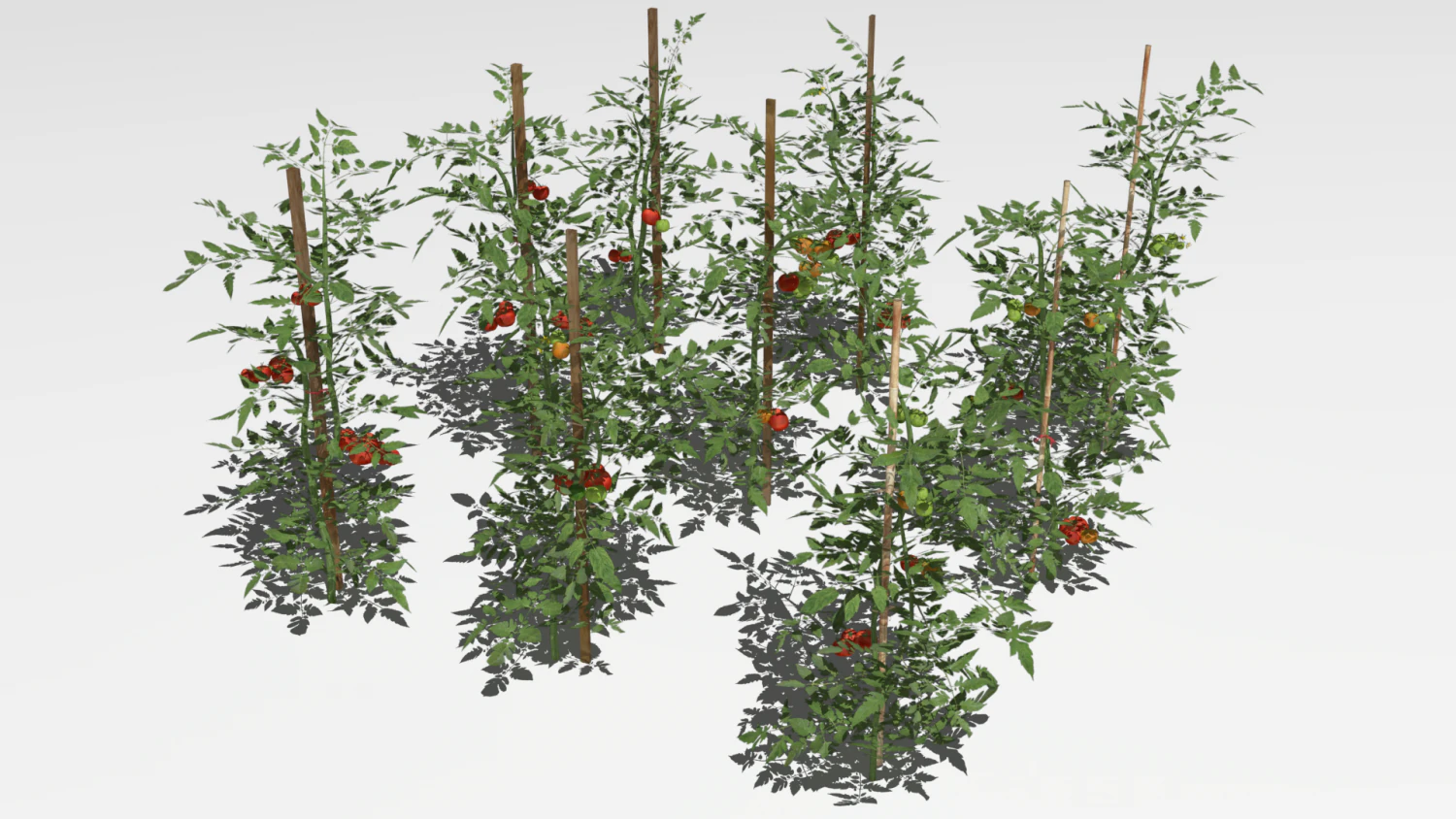 Tomato plantation 3D Model .c4d .max .obj .3ds .fbx .stl .blend 
