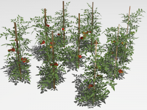Tomato plantation 3D Model