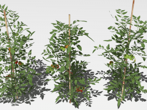 Tomato plantation Modèle 3D