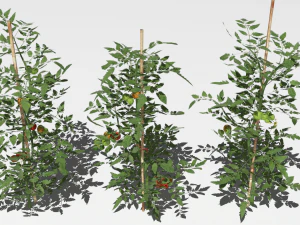 Tomato plantation 3D Model