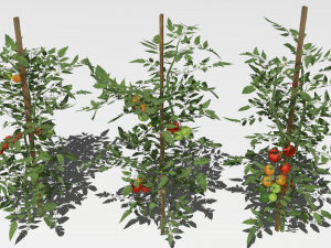 Tomato plantation Modèle 3D