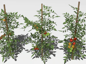 Tomato plantation 3D Model