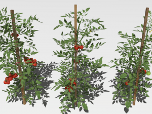 Tomato plantation Modèle 3D