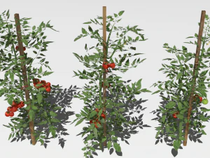 Tomato plantation 3D Model