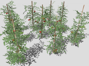 Tomato plantation Modèle 3D