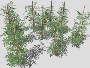 Tomato plantation 3D Model