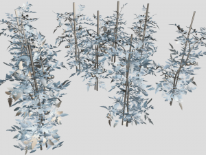 Tomato plantation Modèle 3D