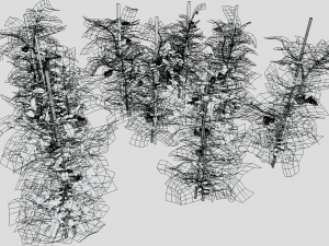 Tomato plantation Modèle 3D