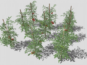 Tomato plantation Modèle 3D
