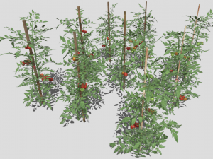 Tomato plantation Modèle 3D