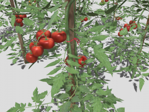 Tomato plantation Modèle 3D