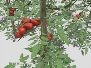 Tomato plantation 3D Model