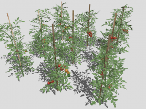 Tomato plantation Modèle 3D