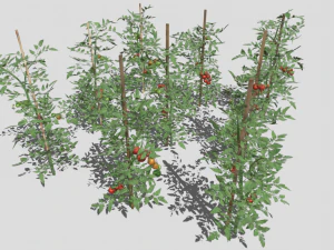 Tomato plantation 3D Model