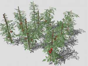 Tomato plantation 3D Model