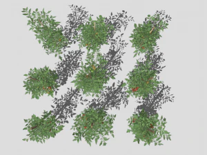 Tomato plantation 3D Model