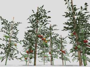 Tomato plantation Modèle 3D