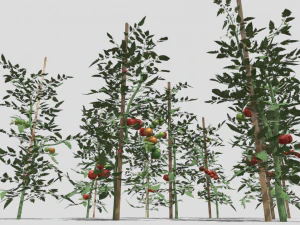 Tomato plantation 3D Model