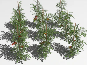Tomato plantation 3D Model