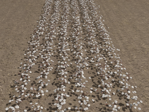 Cotton plantation 3D Model