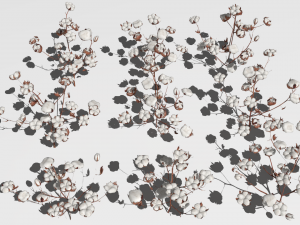 Cotton plantation Modelo 3D