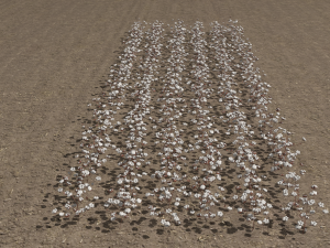 Cotton plantation Modelo 3D