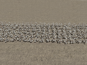 Cotton plantation Modelo 3D