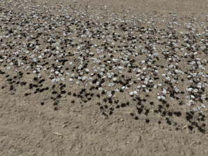 Cotton plantation Modelo 3D