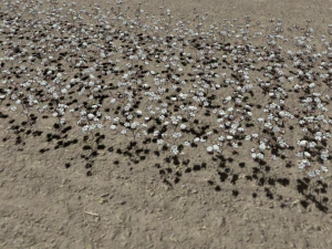 Cotton plantation 3D Model