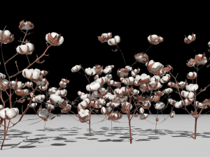 Cotton plantation Modelo 3D
