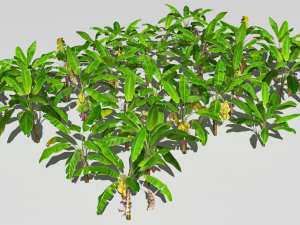 Banana plantation 3D Model